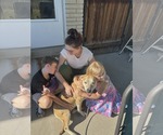 Small #8 American Pit Bull Terrier-Labrador Retriever Mix