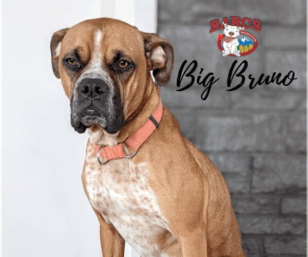 Medium Photo #1 Bullmastiff-Unknown Mix Puppy For Sale in Calgary, Alberta, Canada