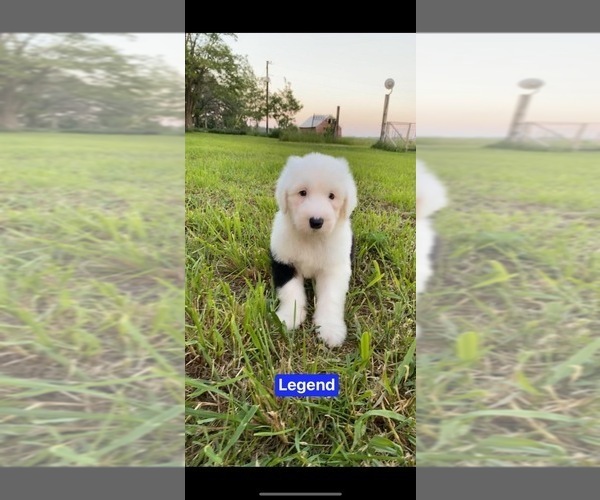 Medium Photo #3 Old English Sheepdog Puppy For Sale in HAYFIELD, MN, USA