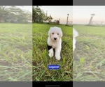 Small Photo #3 Old English Sheepdog Puppy For Sale in HAYFIELD, MN, USA