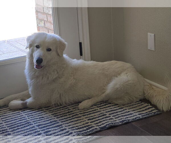 Medium Photo #5 Great Pyrenees-Maremma Sheepdog Mix Puppy For Sale in Dallas, TX, USA