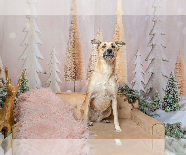Medium Photo #2 Mutt Puppy For Sale in Brewster, NY, USA