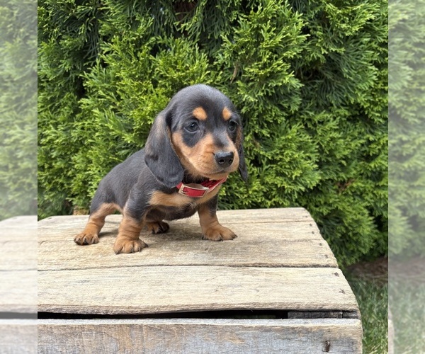 Medium Photo #3 Dachshund Puppy For Sale in MIDDLEBURY, IN, USA