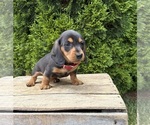 Small #2 Dachshund