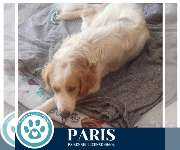 Medium Photo #3 Pyredoodle Puppy For Sale in Kimberton, PA, USA