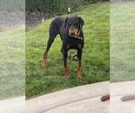 Small Doberman Pinscher