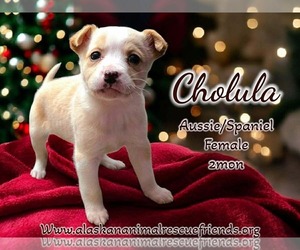 Australian Shepherd-Colonial Cocker Spaniel Mix Dogs for adoption in Anchorage, AK, USA