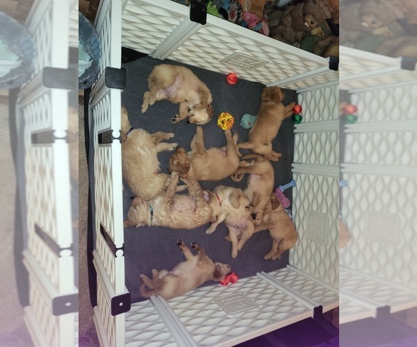 Medium Photo #2 Golden Retriever Puppy For Sale in WOODSTOCK, IL, USA