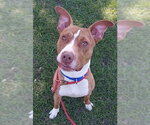 Small American Staffordshire Terrier