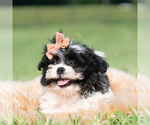 Puppy Barry Bloom Shih Tzu