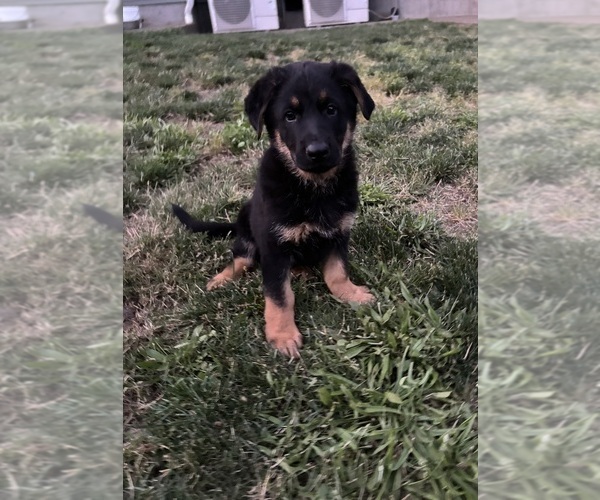 Medium Photo #6 German Shepherd Dog Puppy For Sale in BRUSH PRAIRIE, WA, USA