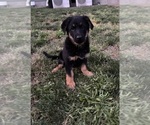 Small #5 German Shepherd Dog