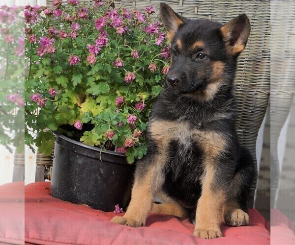 Medium Photo #2 German Shepherd Dog Puppy For Sale in FREDERICKSBG, OH, USA