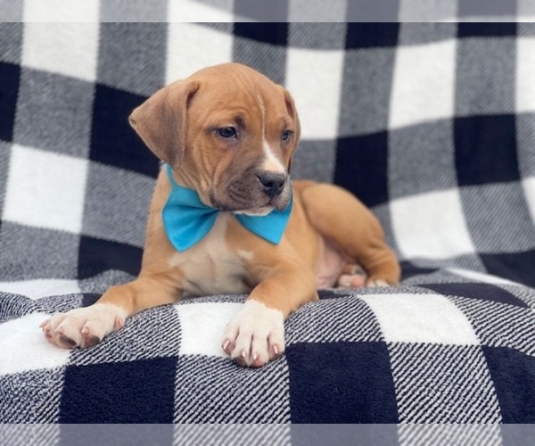 Medium Photo #4 American Staffordshire Terrier Puppy For Sale in LAKELAND, FL, USA