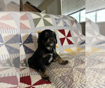 Small Photo #12 Bernedoodle Puppy For Sale in SUNNYVALE, CA, USA