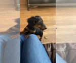 Small Photo #1 Dachshund Puppy For Sale in LOWELL, MA, USA
