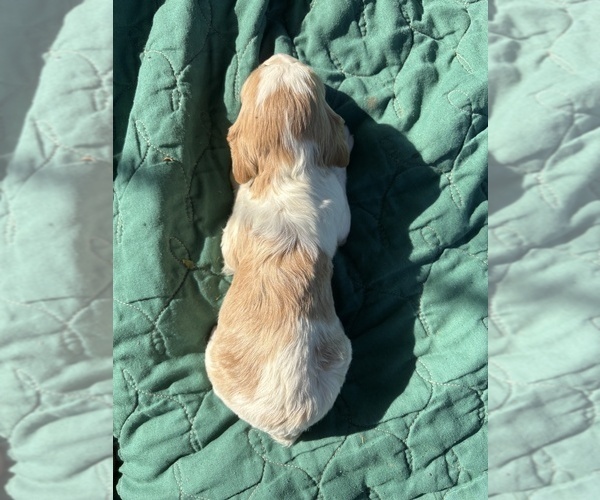 Medium Photo #2 Brittany Puppy For Sale in FISHER, IL, USA