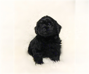 Shorkie Tzu Puppy for sale in WARRENSBURG, MO, USA