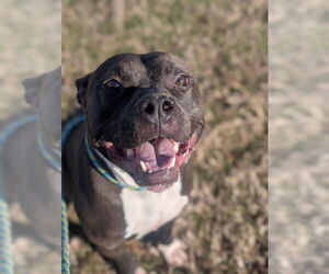 Mutt Dogs for adoption in Louisville, KY, USA