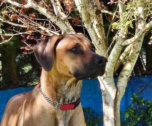 Rhodesian Ridgeback Puppy for sale in STANWOOD, WA, USA