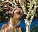 Small Rhodesian Ridgeback