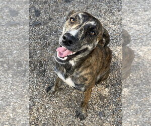 Mulan- Stunning girl - Female Plott Hound-Unknown Mix Dog for Adoption - Photo #4