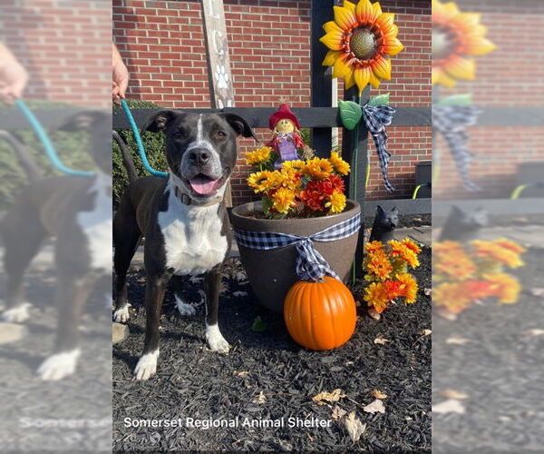 Medium Photo #9 Retriever -Unknown Mix Puppy For Sale in Bridgewater, NJ, USA