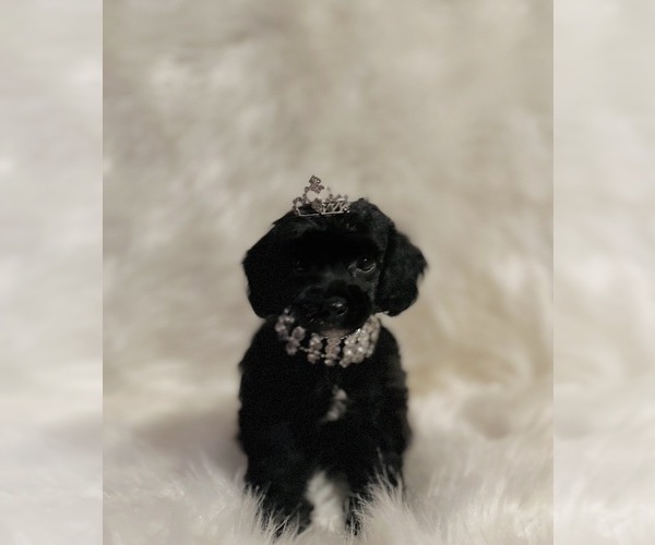 Medium Photo #1 Poodle (Toy) Puppy For Sale in REDLANDS, CA, USA