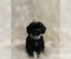 Poodle (Toy) Puppy for Sale in REDLANDS, California USA
