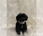 Small Poodle (Toy)