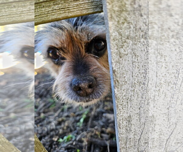 Medium Photo #5 Mutt Puppy For Sale in Arlington, VA, USA