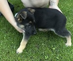 Small Photo #9 German Shepherd Dog Puppy For Sale in GREENWICH, NY, USA
