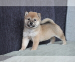 Small Photo #3 Shiba Inu Puppy For Sale in WASHINGTON, DC, USA