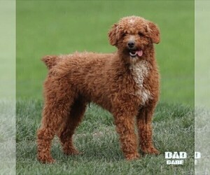 Father of the Goldendoodle (Miniature) puppies born on 10/06/2022