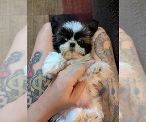 Shih Tzu Puppy for sale in HYATTSVILLE, MD, USA