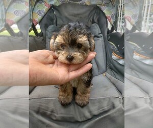 Yo-Chon Puppy for sale in MOUNT PLEASANT, MI, USA