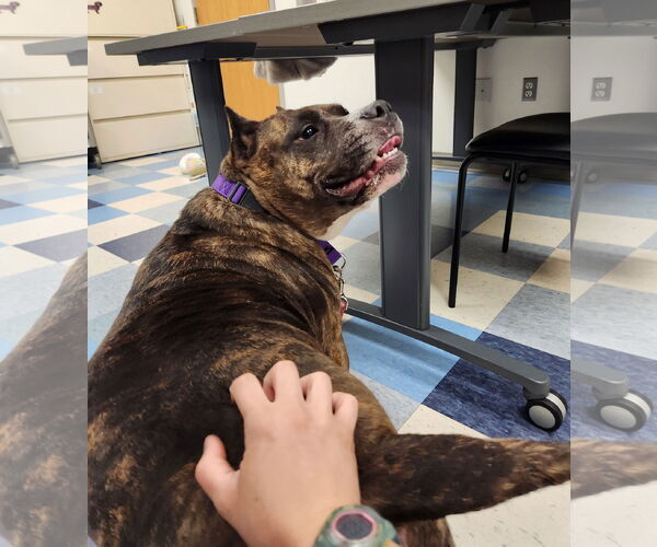 Medium Photo #25 Mutt Puppy For Sale in Philadelphia, PA, USA