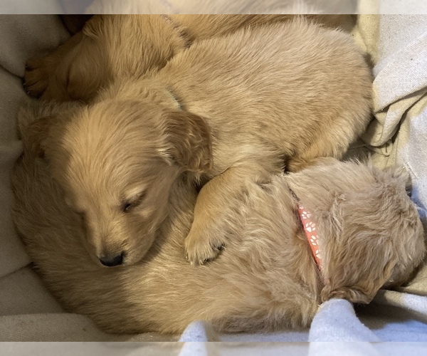 Medium Photo #6 Goldendoodle Puppy For Sale in WEST ALEXANDRIA, OH, USA