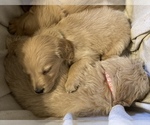 Small Photo #6 Goldendoodle Puppy For Sale in WEST ALEXANDRIA, OH, USA