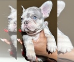 Small Photo #14 French Bulldog Puppy For Sale in GREENVILLE, SC, USA