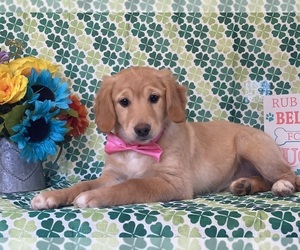 Goldendoodle (Miniature) Puppy for sale in LANCASTER, PA, USA