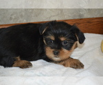 Small #3 Yorkshire Terrier-Zuchon Mix