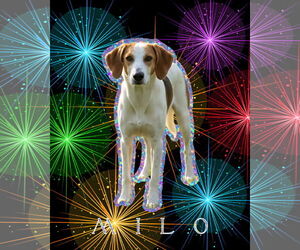 Mutt Dogs for adoption in Spotsylvania, VA, USA