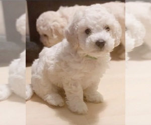 Shih-Poo-ShihPoo Mix Puppy for sale in Toronto, Ontario, Canada
