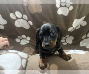Dachshund Puppy for sale in RIVERSIDE, CA, USA