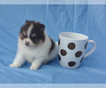 Small Photo #21 Pomeranian Puppy For Sale in WEST PALM BEACH, FL, USA