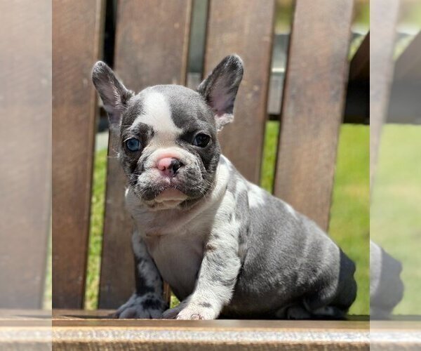 Medium Photo #1 French Bulldog Puppy For Sale in OLD WESTBURY, NY, USA