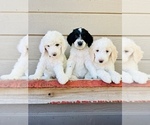 Small Photo #4 Goldendoodle Puppy For Sale in GARDNERVILLE, NV, USA