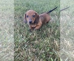 Small #4 Dachshund