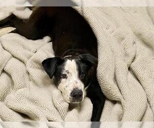 Border Collie-Unknown Mix Dogs for adoption in Tulsa, OK, USA